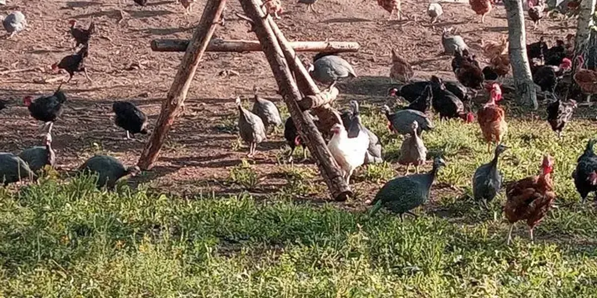 La Ferme des Minimes