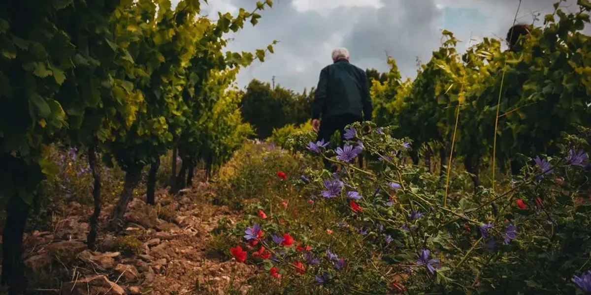 Domaine Pujol Izard