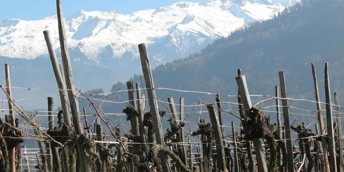 Les Sartos du bec