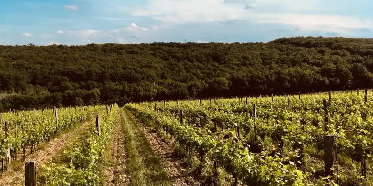 Domaine De Ribonnet