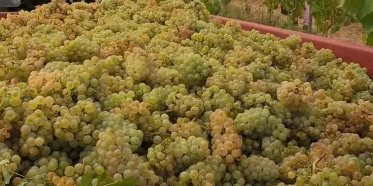 Domaine Daurion
