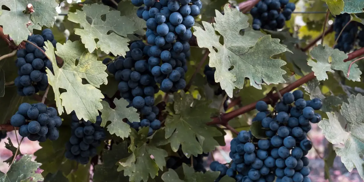 Domaine Les Verrieres
