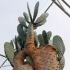 Logo de Cactus Prod