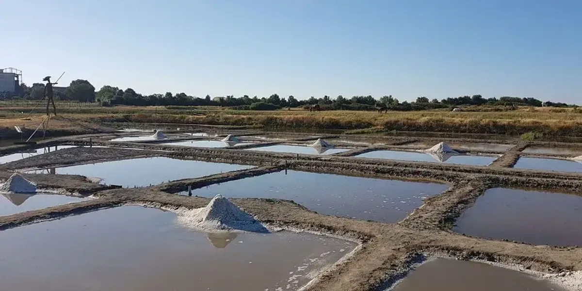 Salt marsh of Mornac sur Seudre