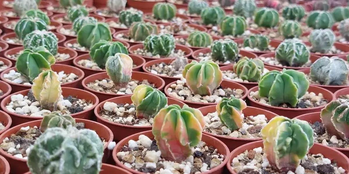 Cactus Prod