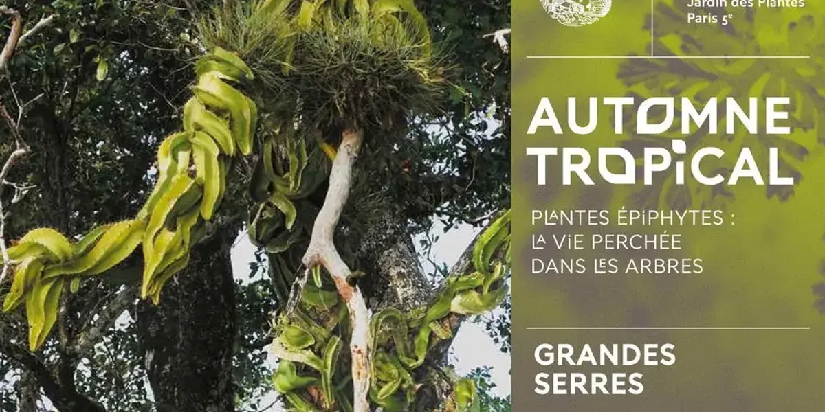 TILLANDSIA PROD