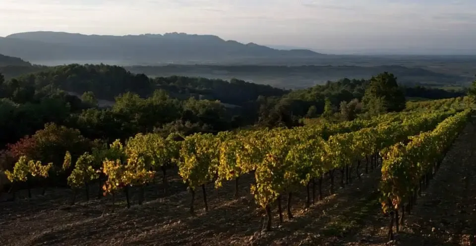 Domaine Juliette Avril SCEA