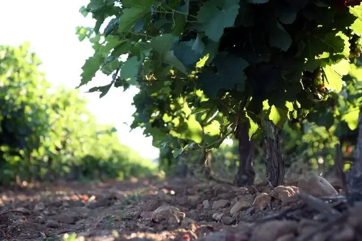Domaine de la Tuilerie