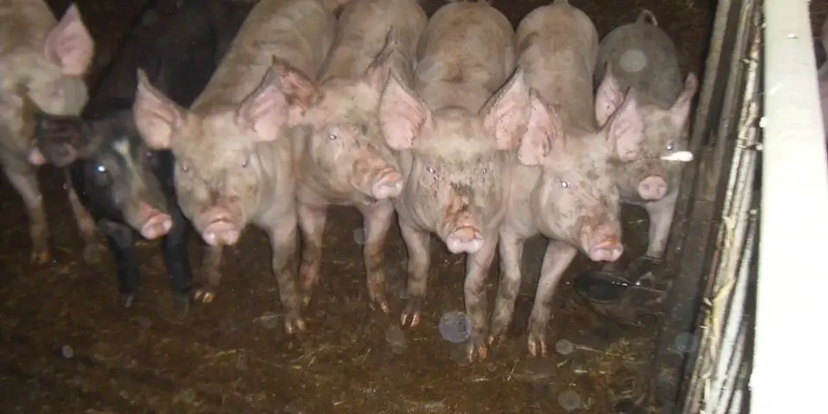 Ferme Des Louvières