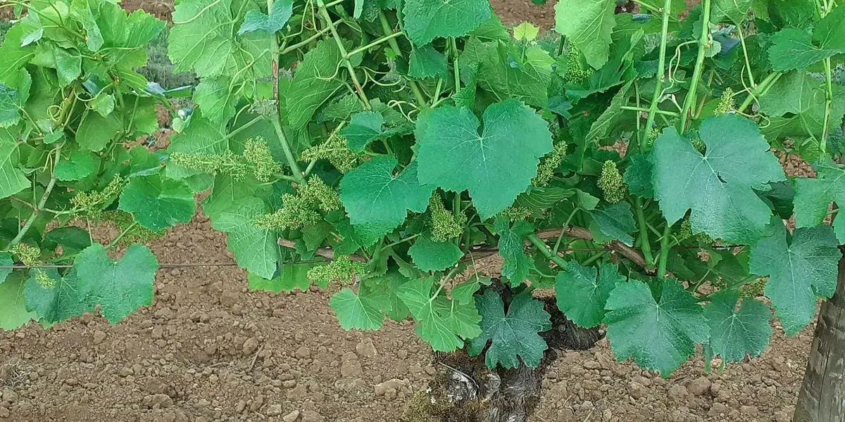 Domaine Jacob-Mauclair