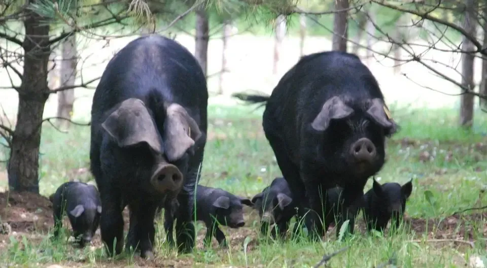 FERME DE CAMBELONGUE