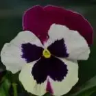Logo de Le Saint Horticulture