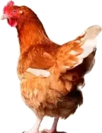 ferme fontenille