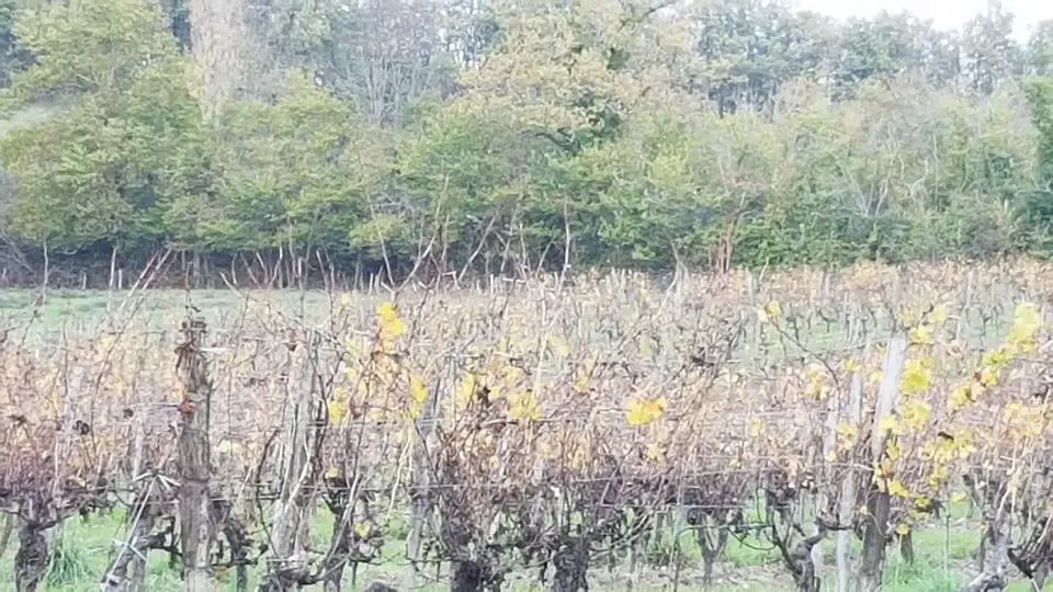 Château Tuquet Monceau