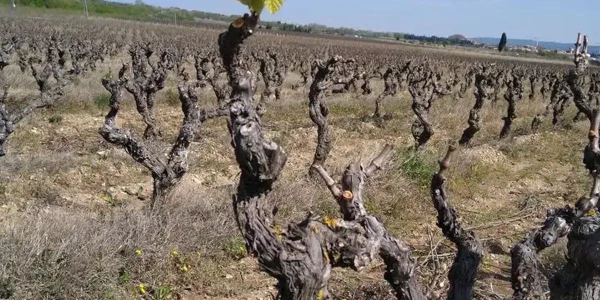 le domaine du Cers