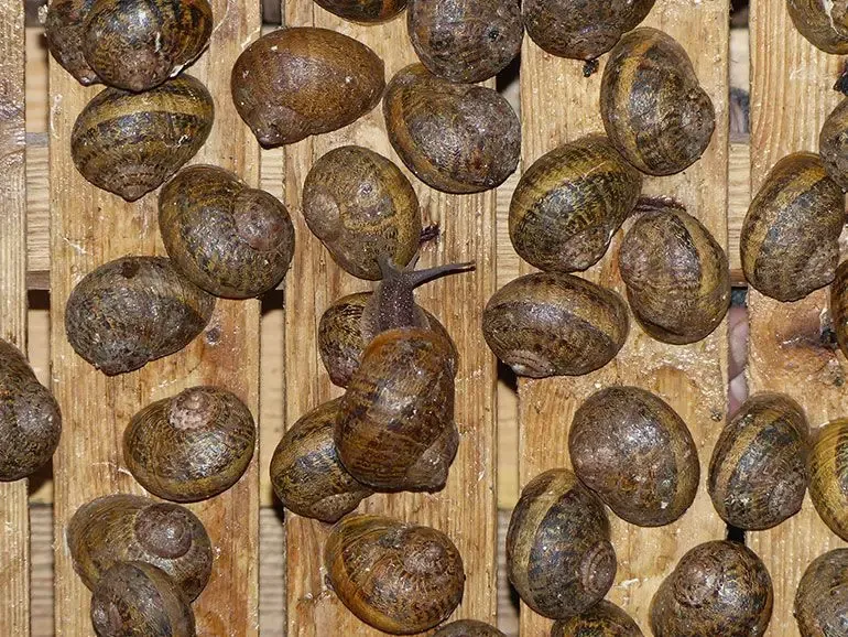 La Coquille du Gourmet