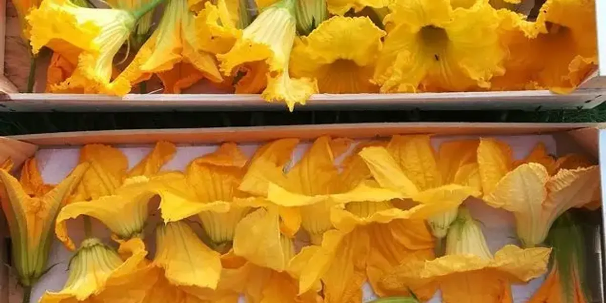 Les jardins de ma petite