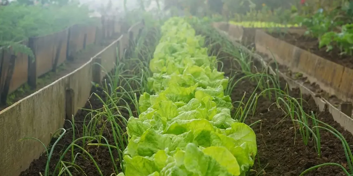 Les jardins De Meslay