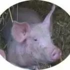 Logo de Ferme de la Moinerie