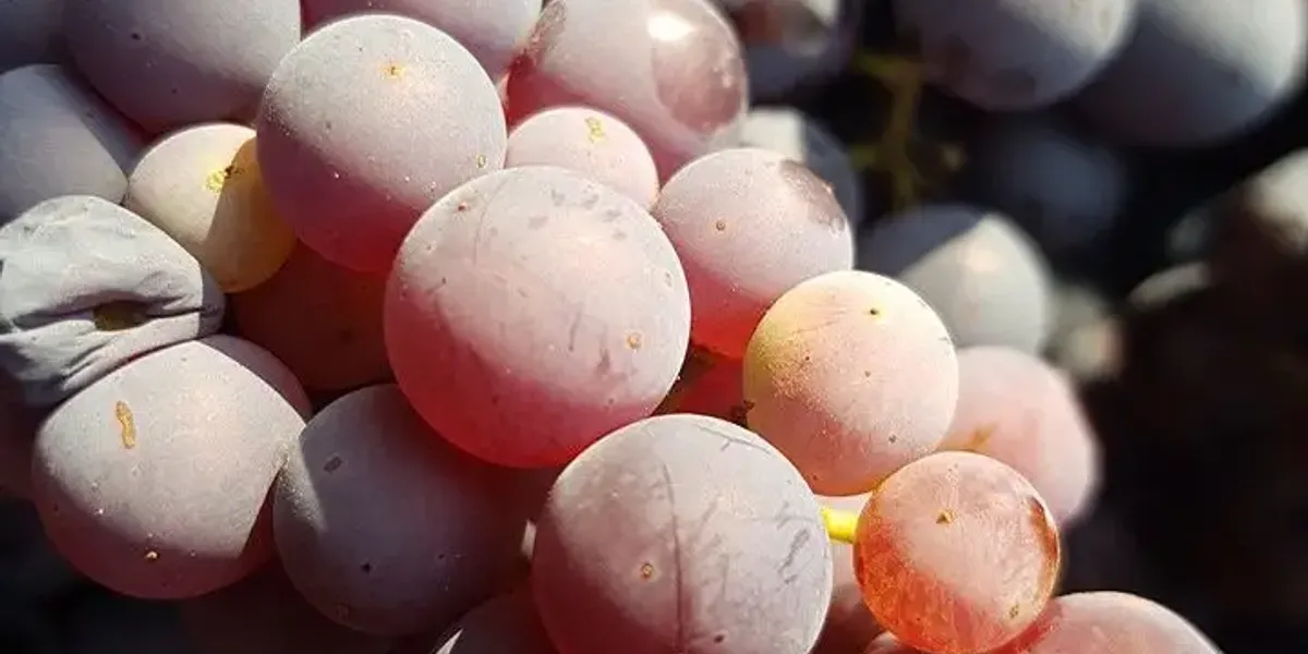 Domaine les fosses rouges