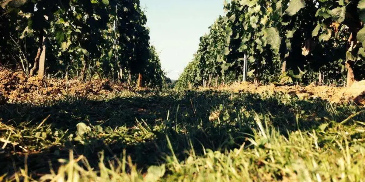 Domaine ROLET Patrick