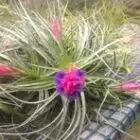 Logo de TILLANDSIA PROD