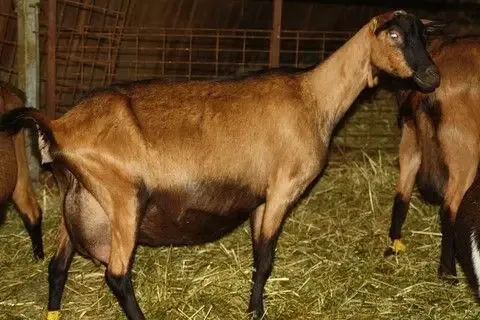 Chèvrerie des Mignotines / Ferme des Mignotines