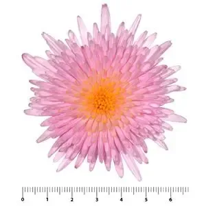 Floraland