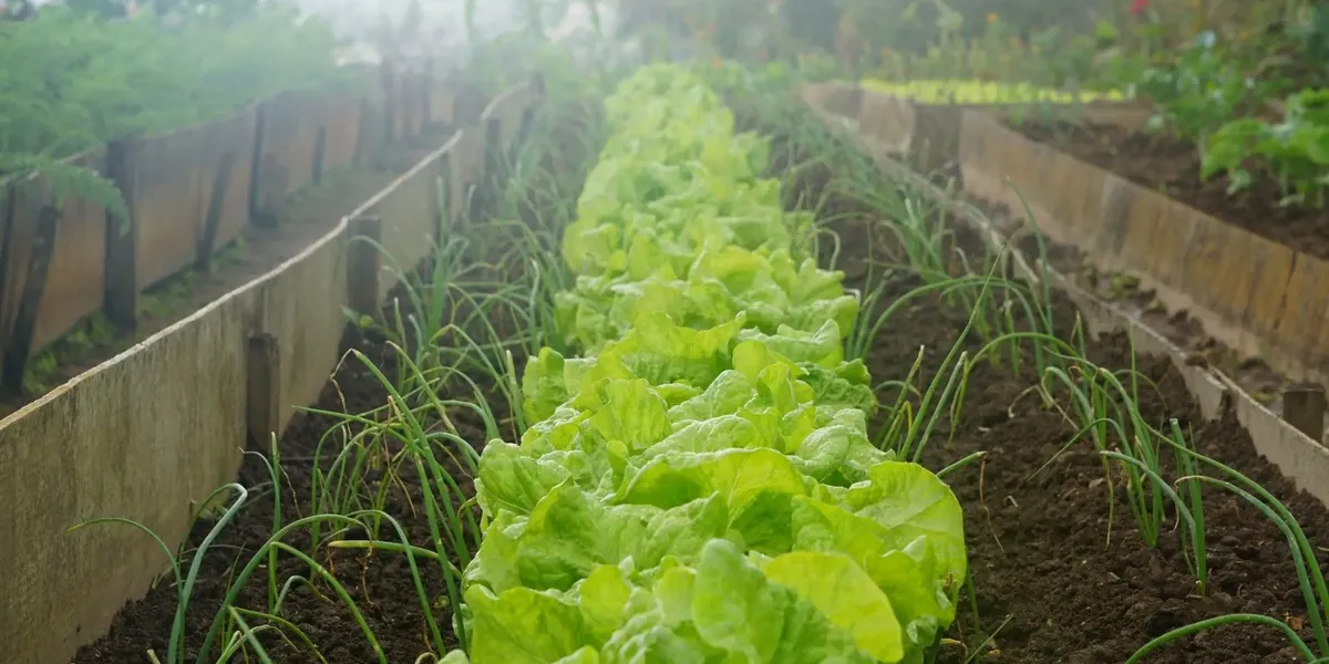 Le Jardin De Marius