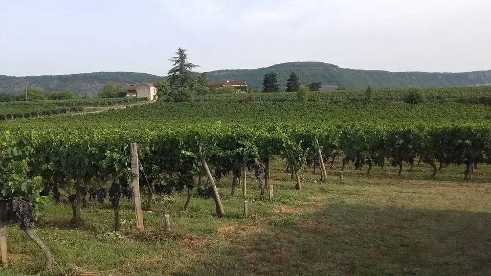 Domaine de Dauliac