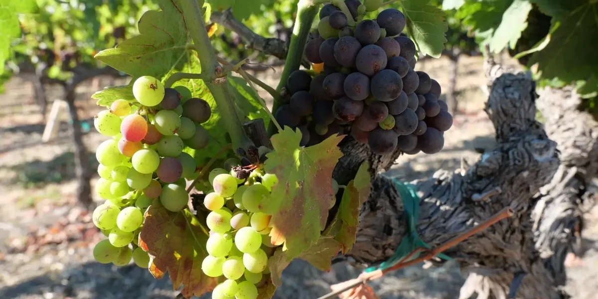 Domaine Mi-Cote
