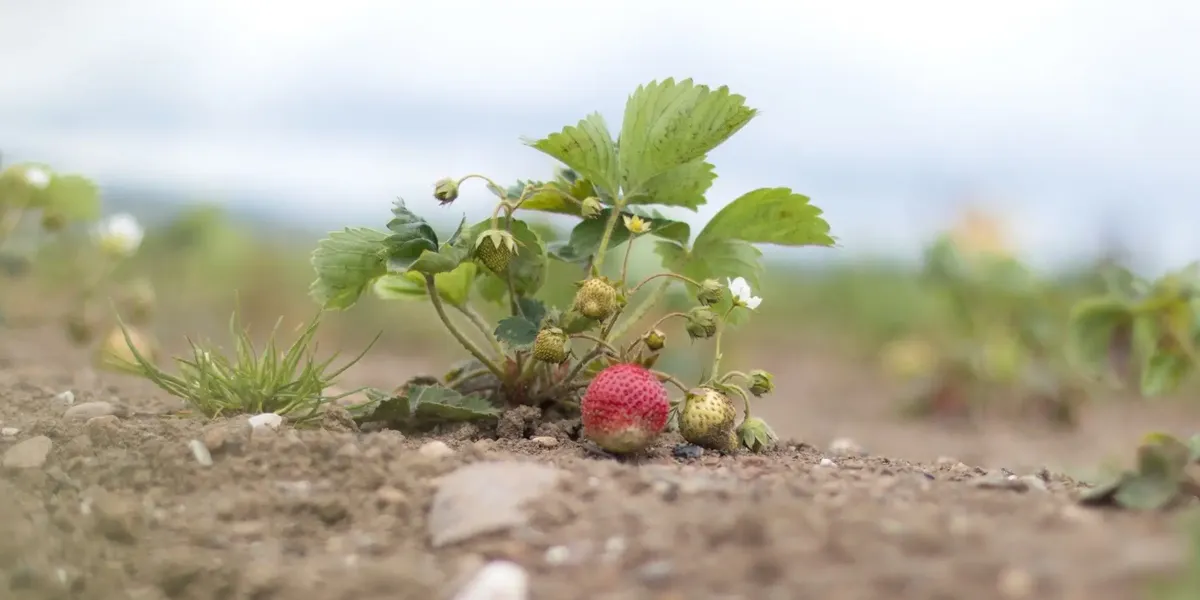 Fraises De Tincourt
