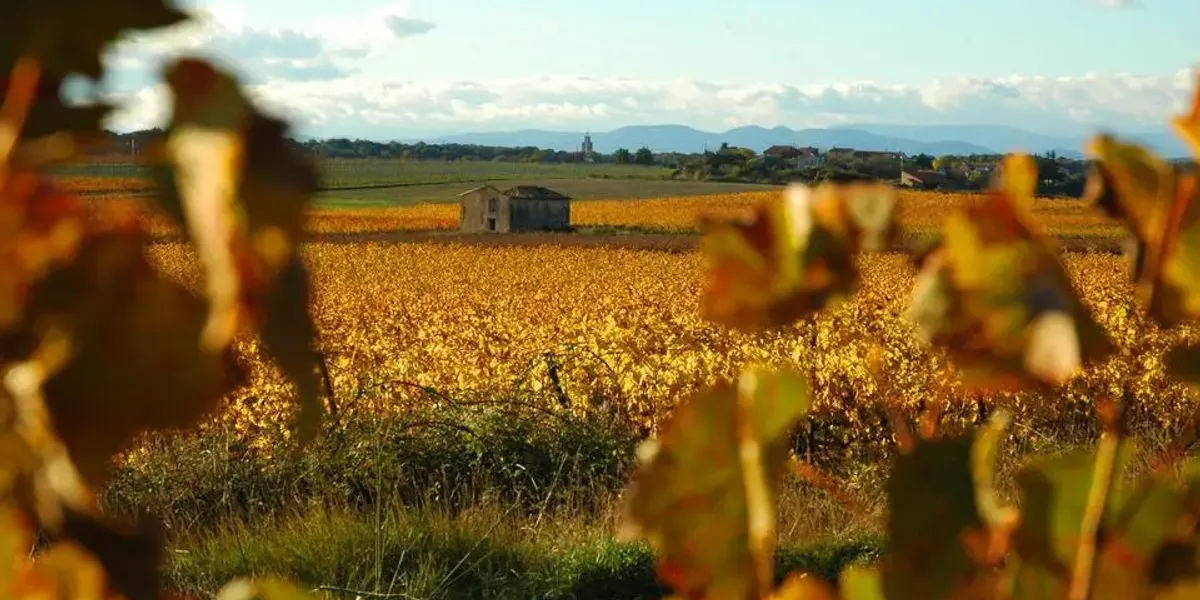 Domaine de nizas