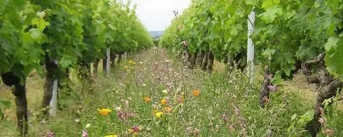 Les Vignes de l'Alma
