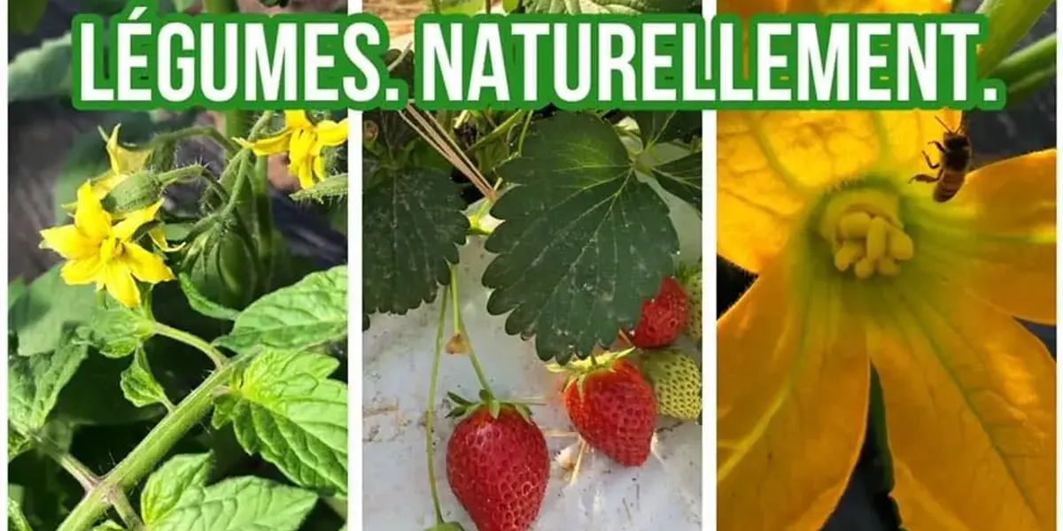 Amap 1001 Tomates