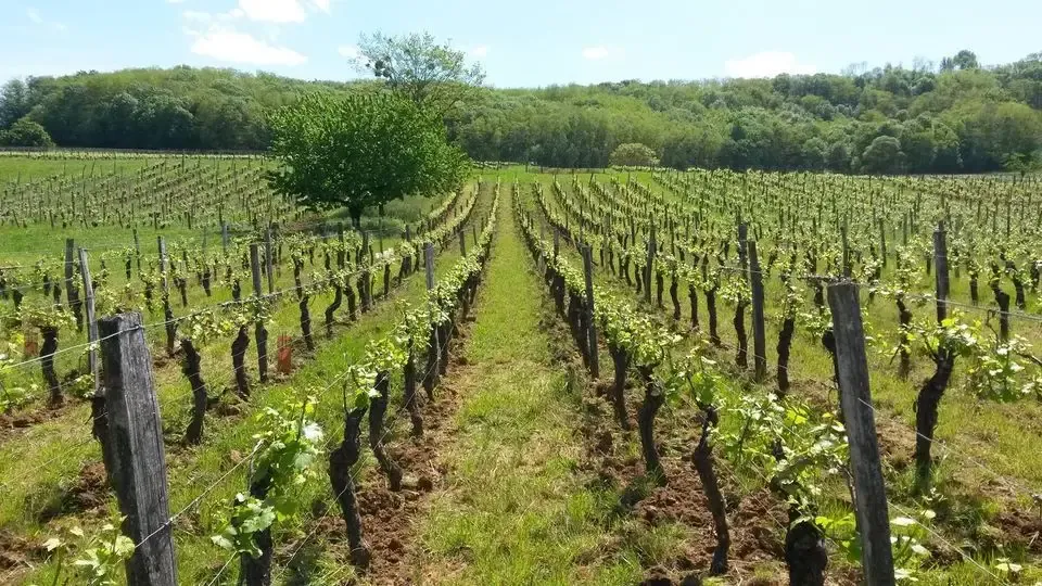 Domaine Overnoy
