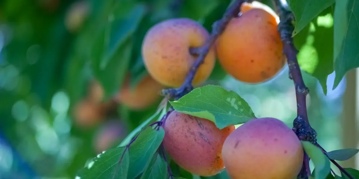 Zoroddu