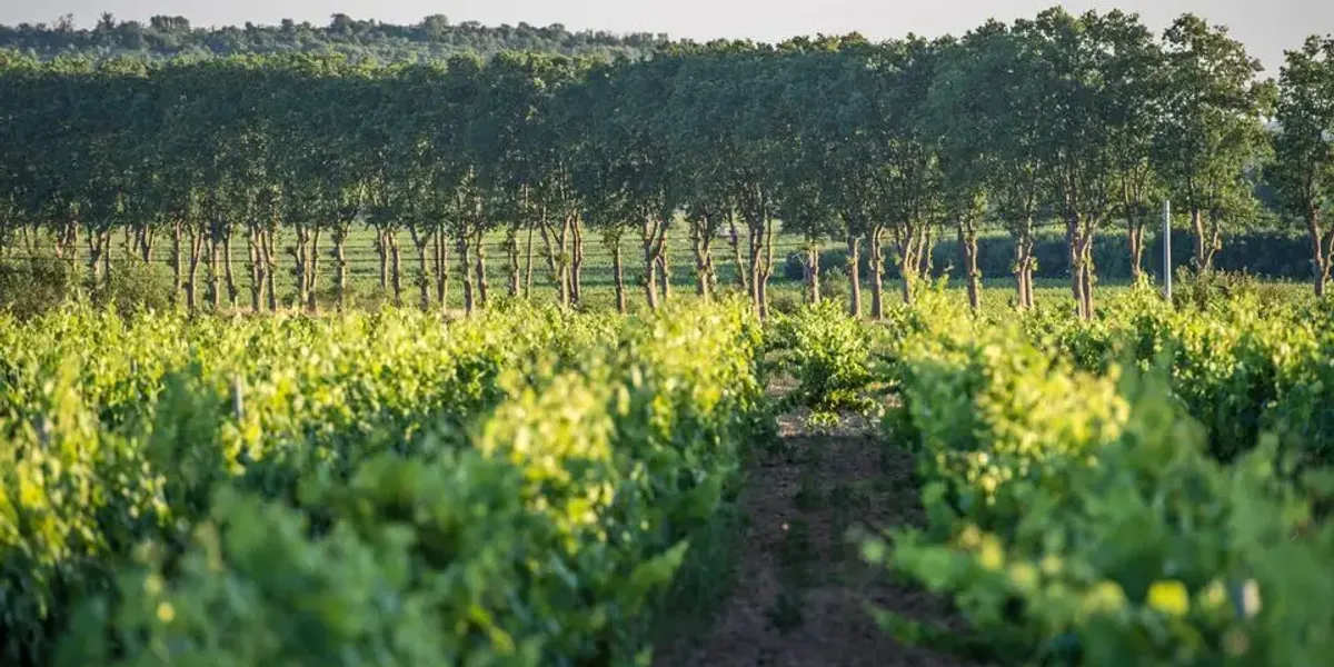 DOMAINE DE LA CONSEILLERE