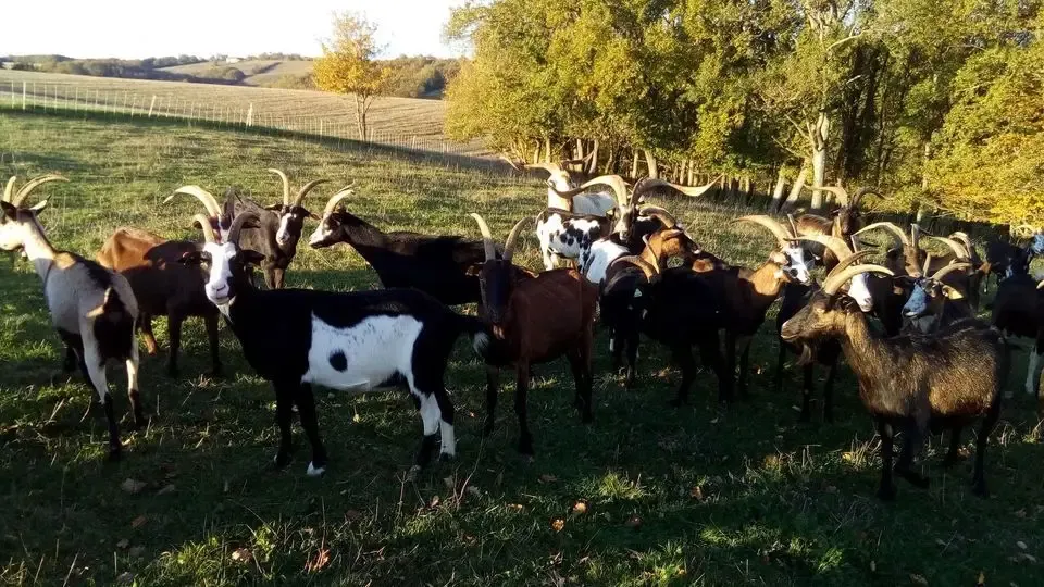 La ferme aux Clochettes (ferme du Chiga)