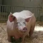 Logo de Au Cochon Gourmet