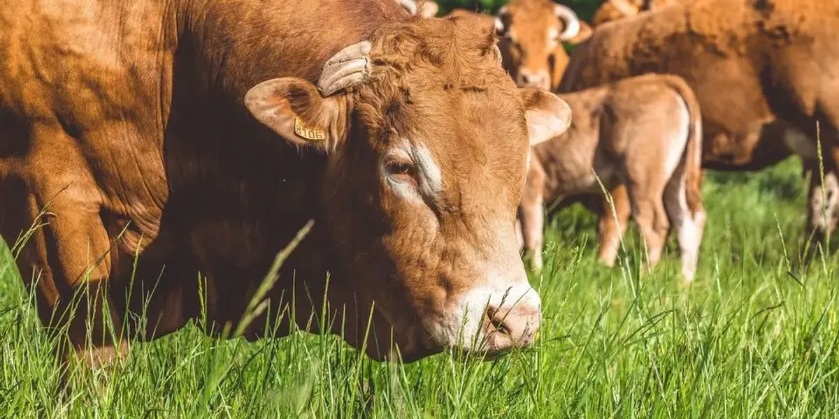 Saveurs de l'étable charentaise
