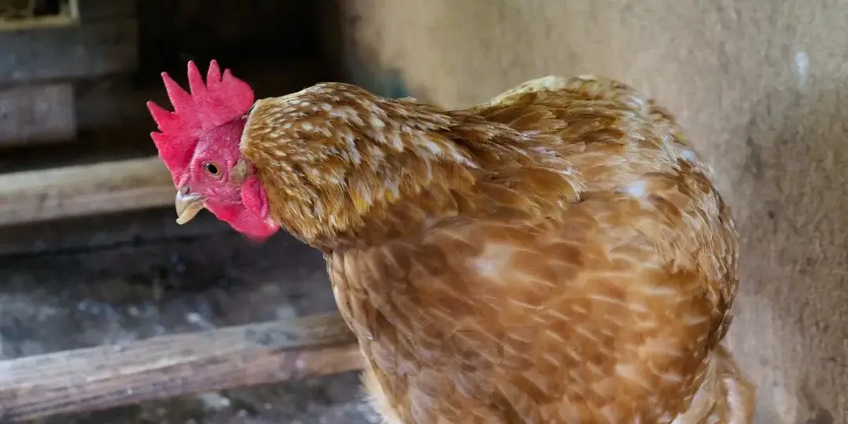 Ferme de Loubéjac