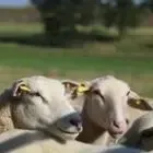 Logo de Ferme De Touchelion
