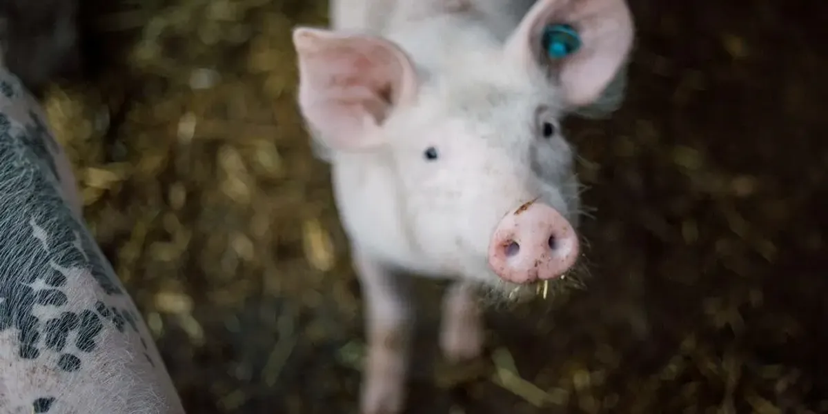 La Ferme Bio Du Gagnou