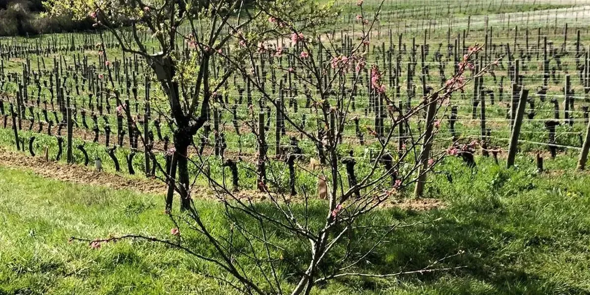 Domaine Pignier