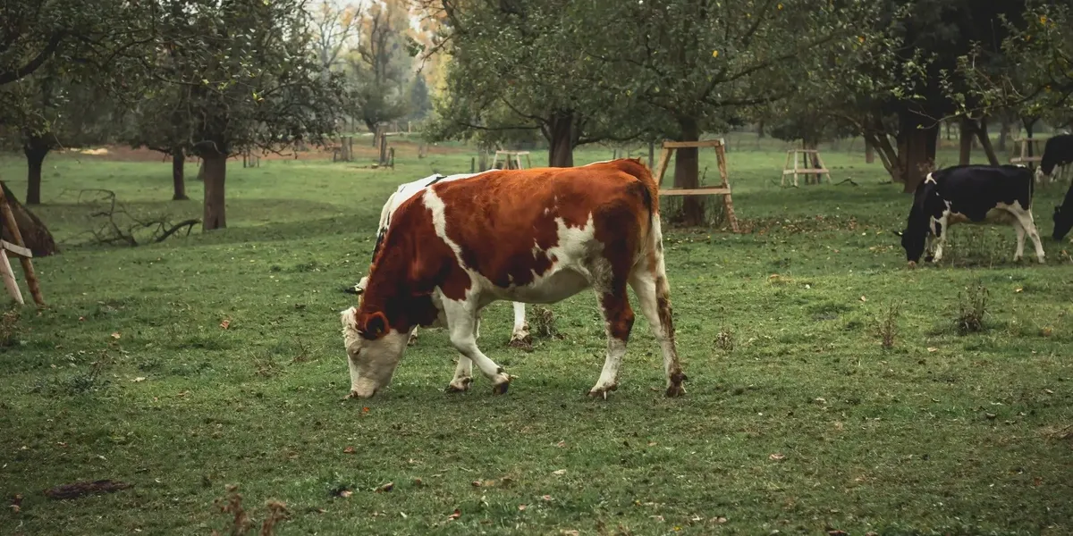 La Ferme Berlette