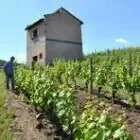 Logo de Gilles Bonnefoy - Vins de la Madone