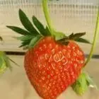 Logo de Les Fraises De Coupelle