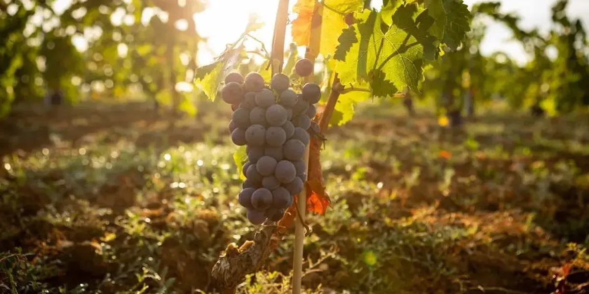 Domaine Guitard