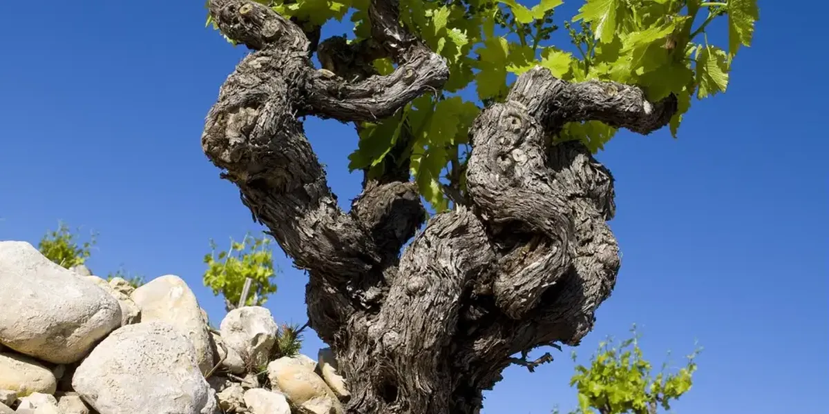 Domaine La Luminaille